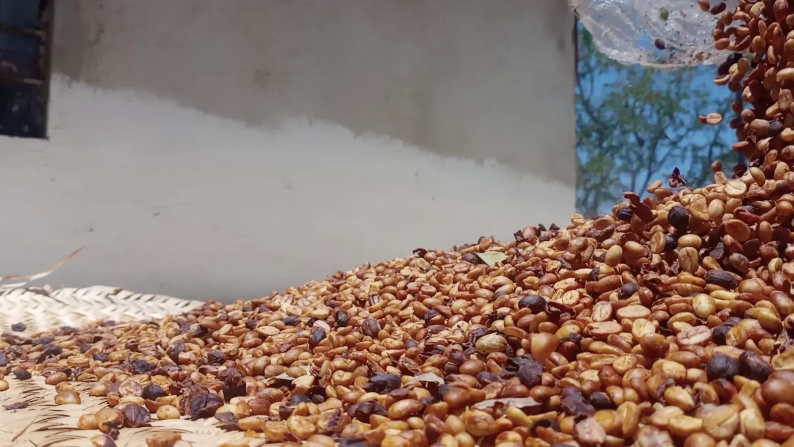Paciencia para estabilizar el grano